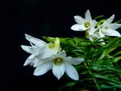 Dendrobium auriculatum