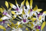 Dendrobium canaliculatum