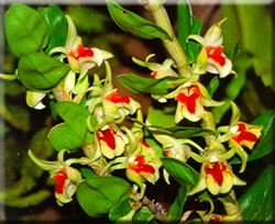 Dendrobium cruentum