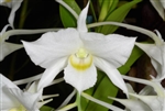 Dendrobium dearei