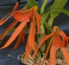 Dendrobium dicksonii