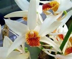 Dendrobium heterocarpum