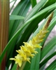 Dendrochilum javieriense