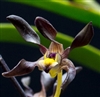 Dendrobium johannis v. nigrescens