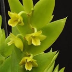 Dendrobium keithii