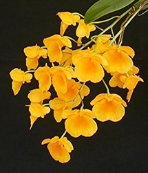 Dendrobium lindleyi