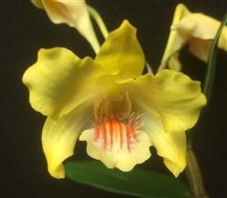 Dendrobium lowii