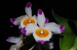 Dendrobium pendulum