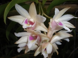 Dendrobium platygastrium