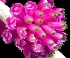 Dendrobium purpureum
