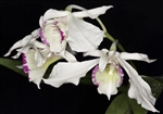 Dendrobium rhodostictum species