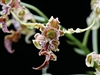 Dendrobium spectabile, 4" Pot