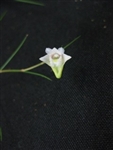 Dendrobium tenellum species
