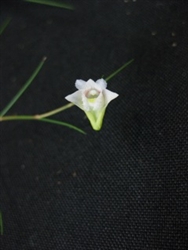 Dendrobium tenellum species