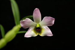 Dendrobium trantuanii