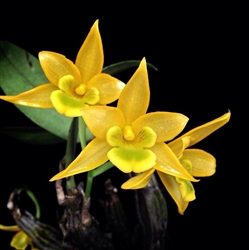 Dendrobium trigonopus