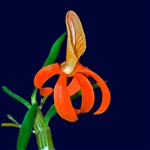 Dendrobium unicum