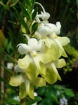 Dendrobium uniflorum