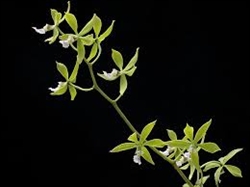 Encyclia chloroleuca