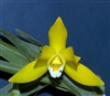 Encyclia citrina species