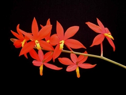 Encyclia vitellina