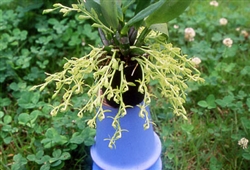 Epidendrum rousseauae