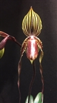 Paphiopedilum Cascade Creek (anitum x PEOY) x gardineri