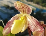 Paphiopedilum Phoebe (philippinense x bellatulum)