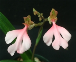 Habenaria rhodocheila 'Cardinal's Roost' HCC/AOS