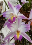 Laelia albida