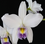 Laelia anceps vietchiana 'Blue Sky' x 'SRV'