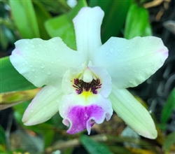 Laelia anceps