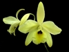 Laelia aurea