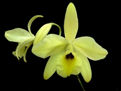 Laelia aurea