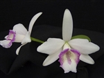 Laelia dayana v. semi-alba