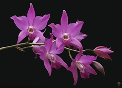 Laelia gouldiana