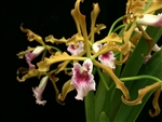 Laelia grandis