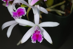 Laelia lundii