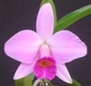 Laelia praestans