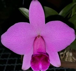 Laelia praestans 'tipo'