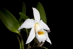 Laelia praestans v. alba