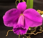 Laelia pumila