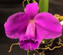 Laelia pumila