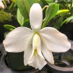 Laelia pumila v. alba