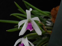 Leptotes bicolor