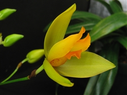 Lycaste aromatica