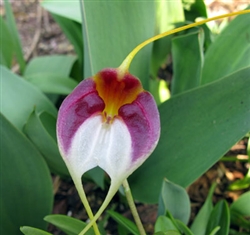 Masdevallia schroederiana