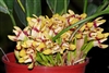 Maxillaria perryae