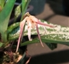 Maxillaria reichenheimiana