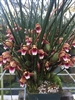 Maxillaria sanguinea